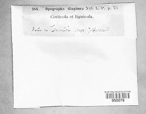 Alyxoria varia image